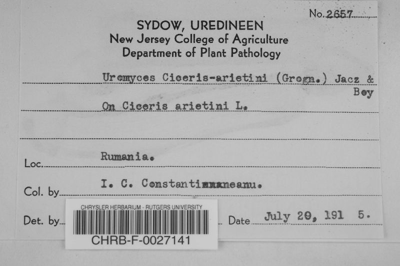 Uromyces ciceris-arientini image