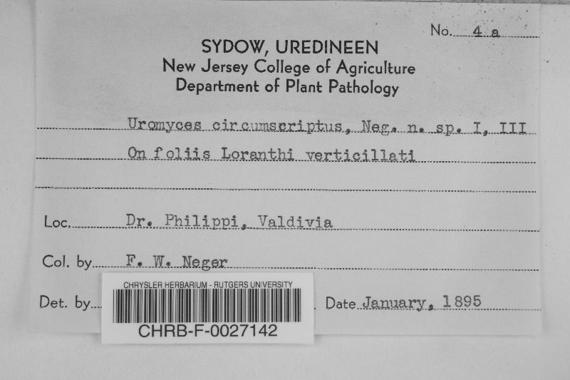 Uromyces circumscriptus image