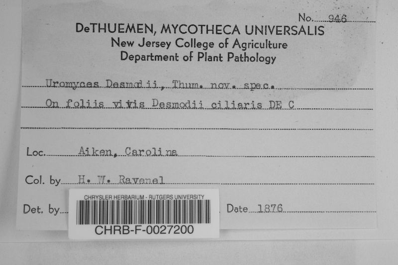 Uromyces desmodii image