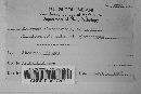 Uromyces eleocharidis image
