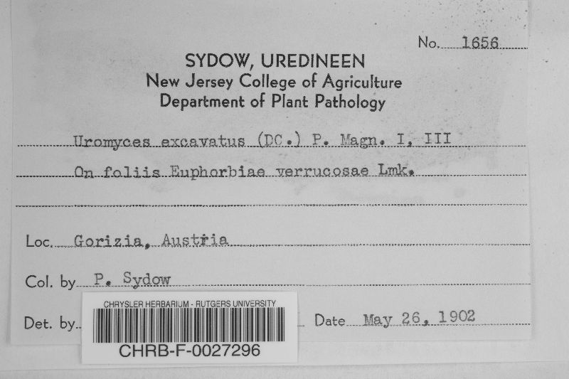 Uromyces tuberculatus image