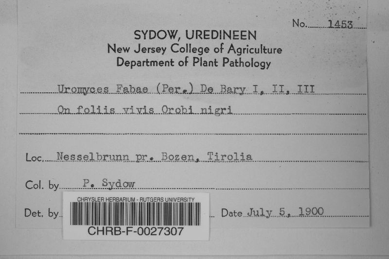 Uromyces viciae-fabae var. viciae-fabae image