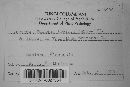 Uromyces fallens image