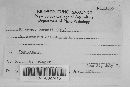 Uromyces geranii image