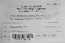 Uromyces glycyrrhizae image