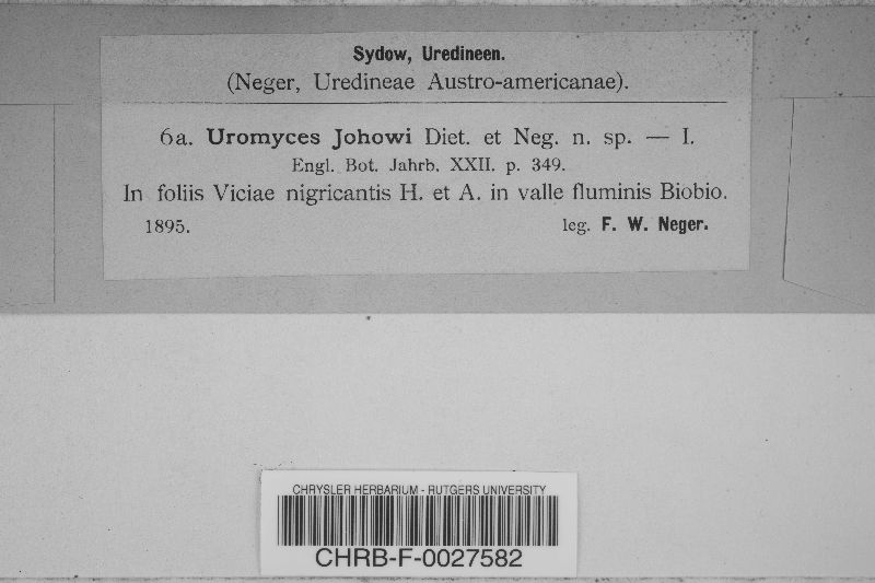 Uromyces johowii image