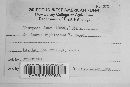 Uromyces junci image