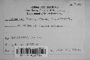 Uromyces junci image