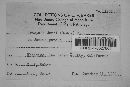 Uromyces junci image