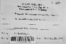 Uromyces geranii image