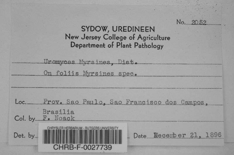 Uromyces myrsines image