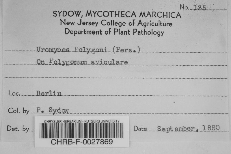 Uromyces polygoni-avicularis image