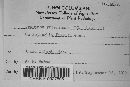 Uromyces proëminens image