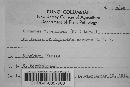 Uromyces proëminens image