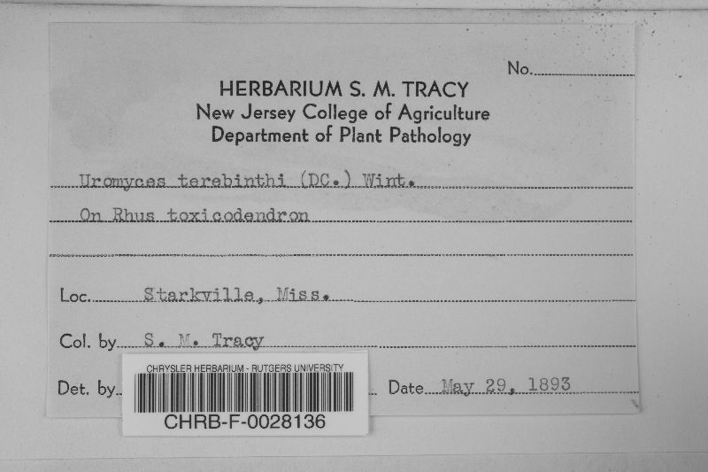 Pileolaria terebinthi image