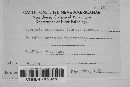 Uropyxis amorphae image