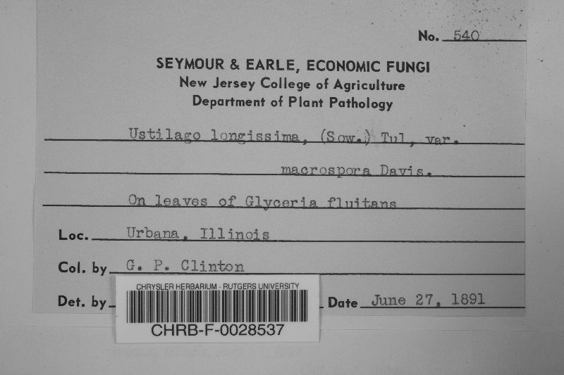 Ustilago filiformis image