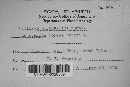 Ustilago lorentziana image