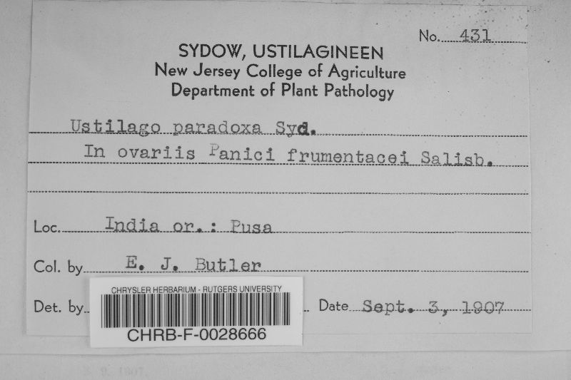 Ustilago paradoxa image
