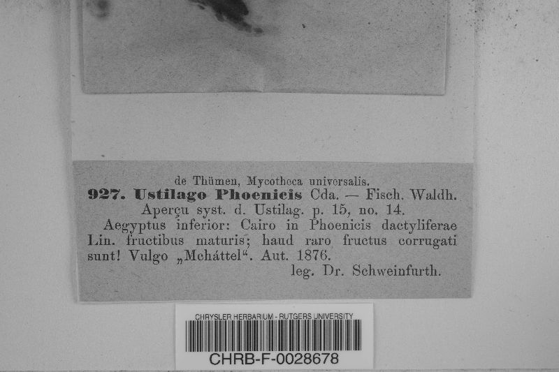 Aspergillus niger var. phoenicis image