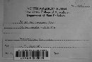 Valsa berchemiae image