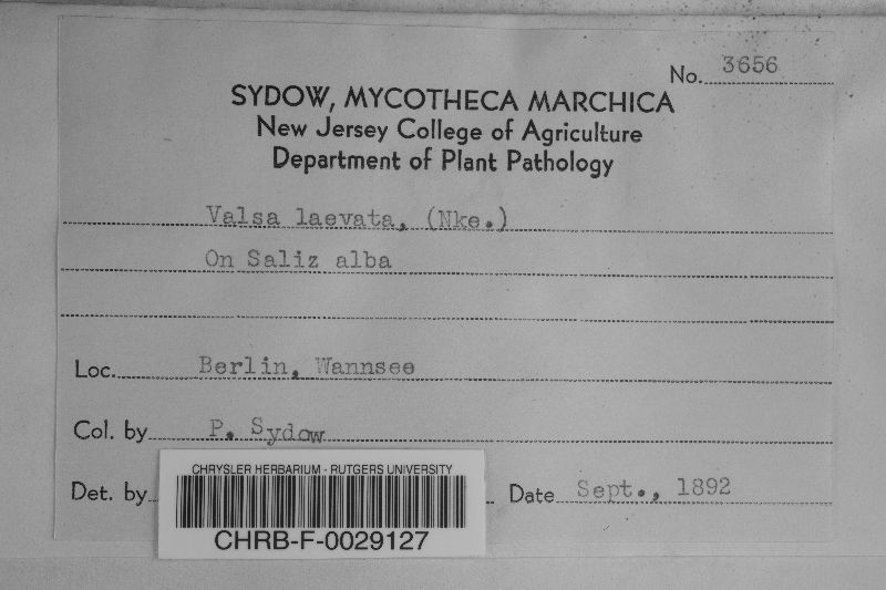 Eutypa laevata image
