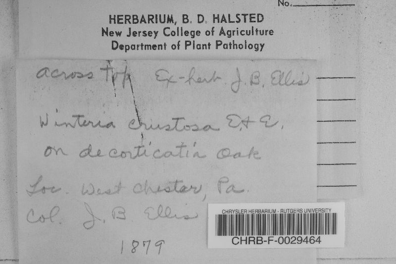 Winteria crustosa image