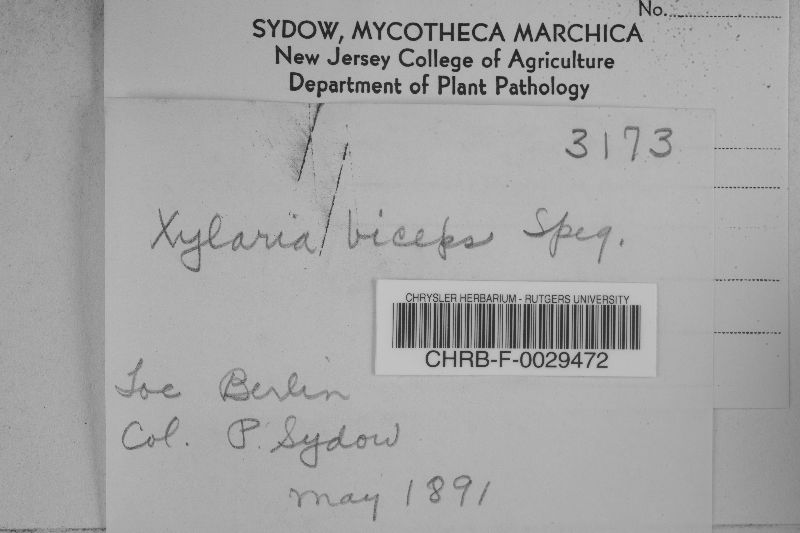 Xylaria biceps image