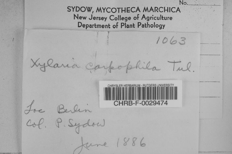 Xylaria carpophila image