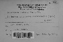 Melampsora medusae image