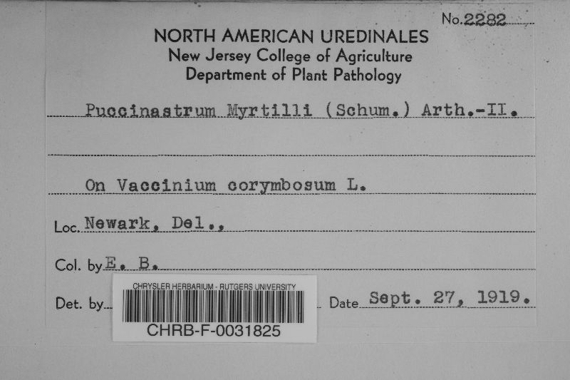 Naohidemyces vacciniorum image