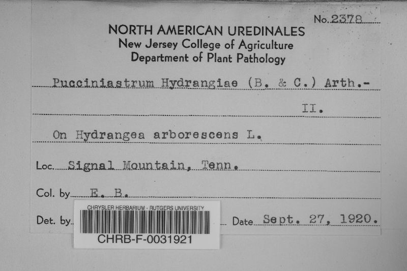 Pucciniastrum hydrangeae image