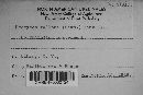 Uromyces fallens image