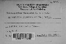 Coleosporium vernoniae image