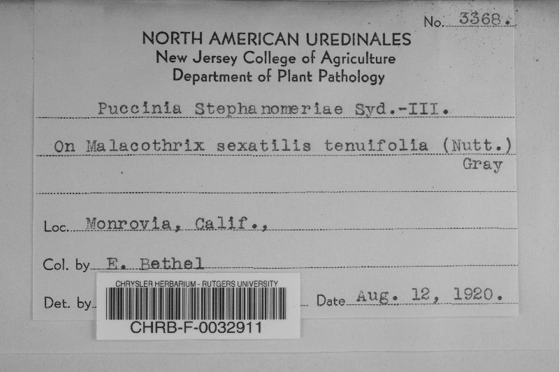 Puccinia stephanomeriae image