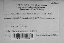Uromyces proëminens image
