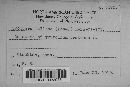 Uromyces fallens image