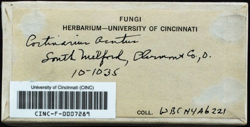 Cortinarius cruentus image