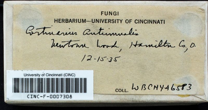 Cortinarius autumnalis image