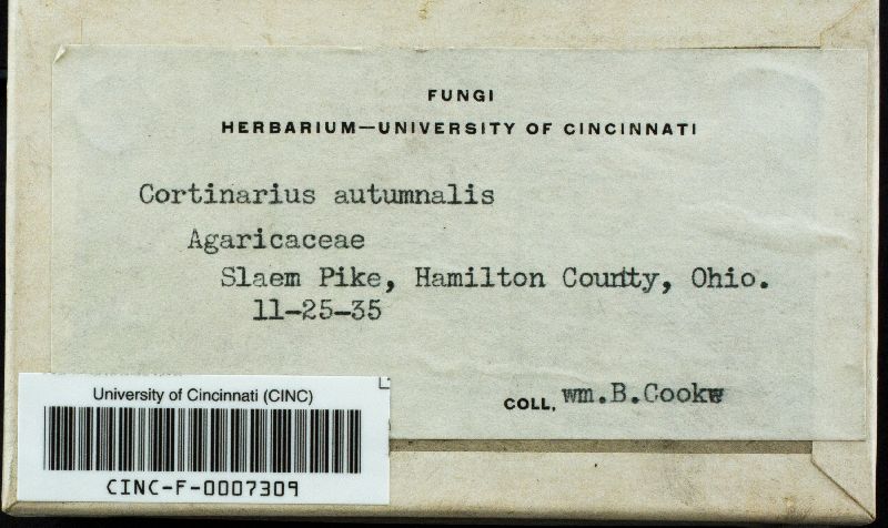 Cortinarius autumnalis image