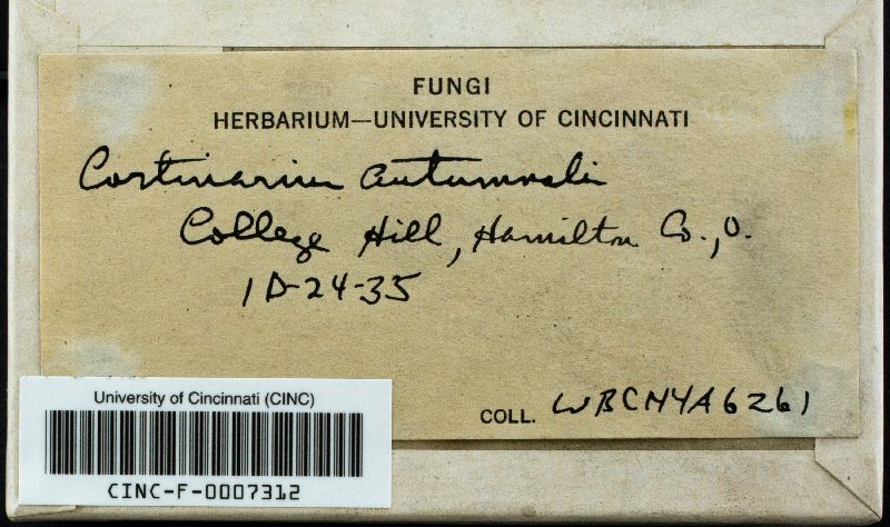 Cortinarius autumnalis image