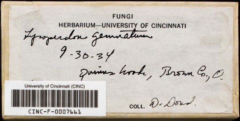 Lycoperdon gemmatum image