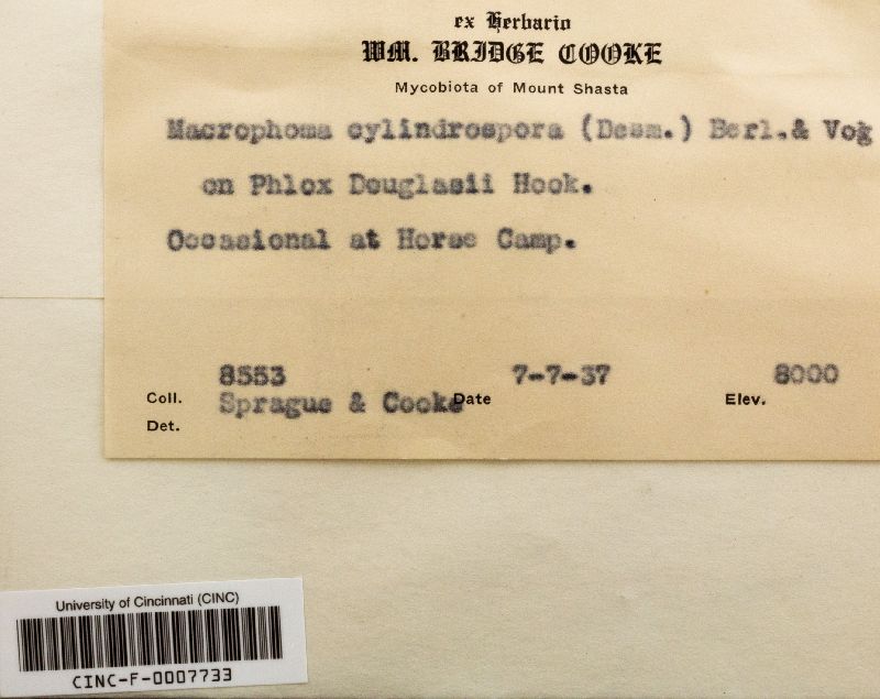 Coleophoma cylindrospora image