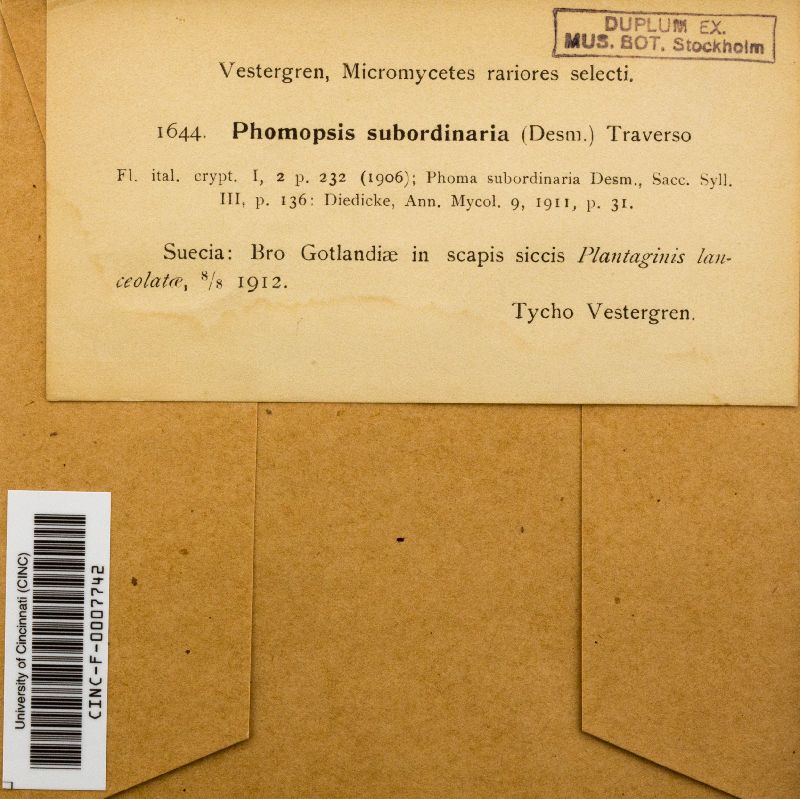 Phomopsis subordinaria image