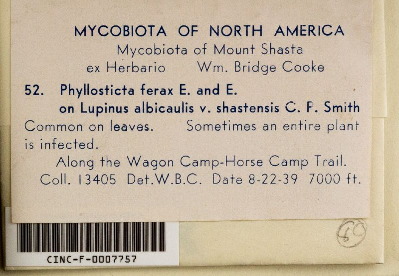 Phyllosticta ferax image