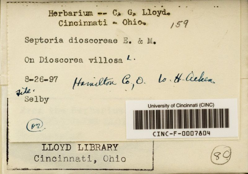 Guignardia dioscoreae image