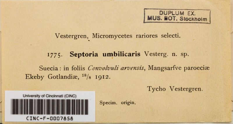 Septoria umbilici image