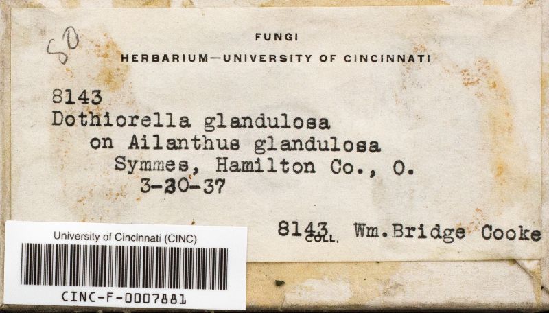 Sphaeropsis glandulosa image