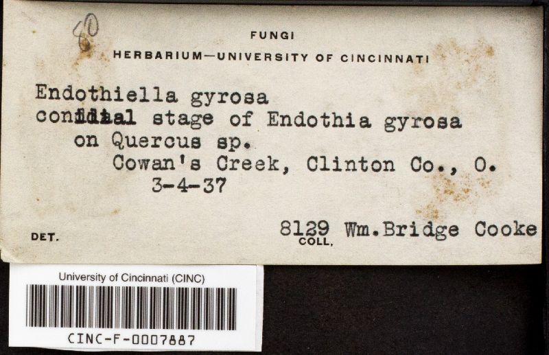 Endothiella gyrosa image