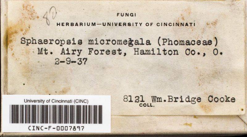 Sphaeropsis micromegala image